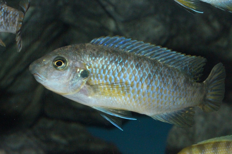 Labeotropheus fuelleborni 'Katale Island'